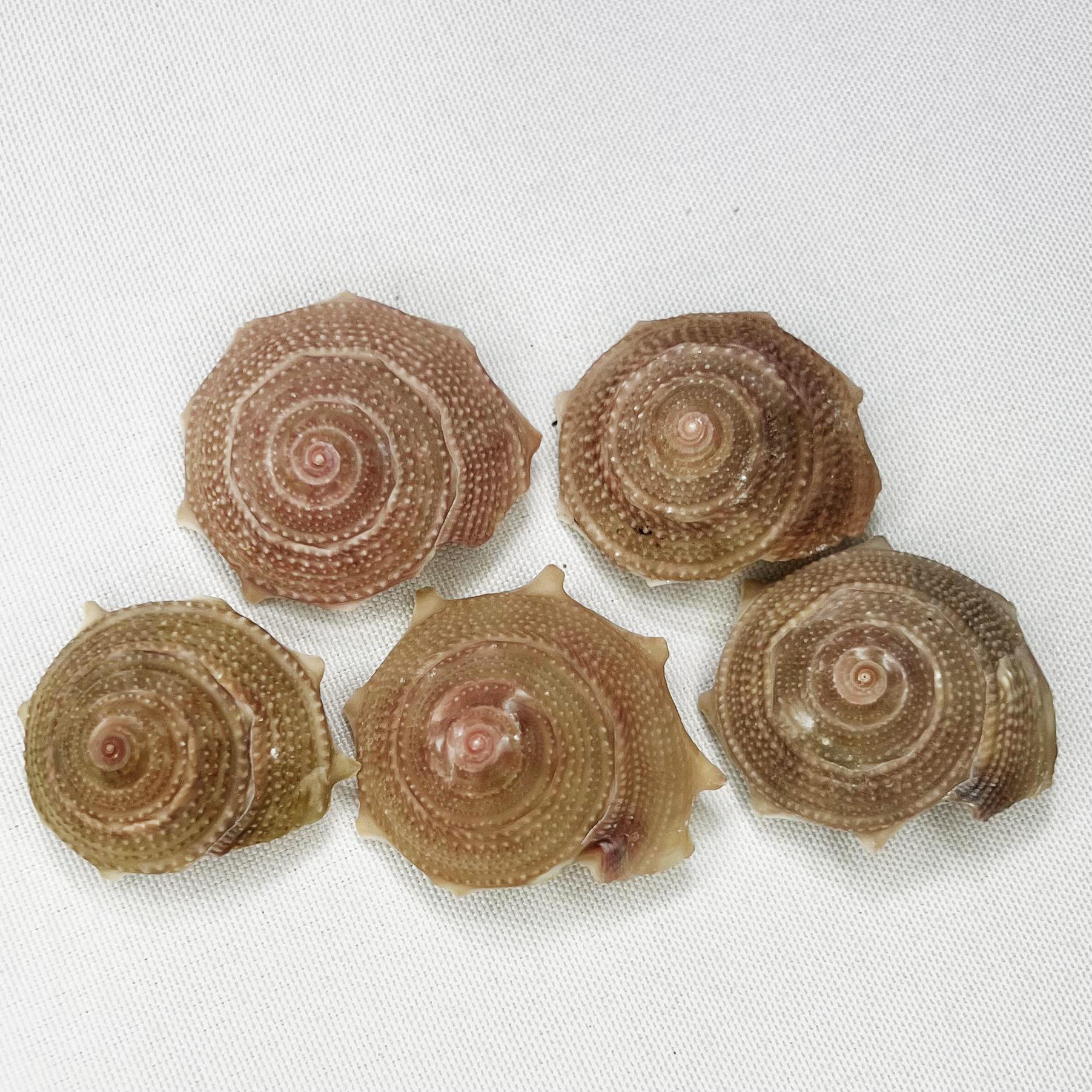 Natural Astraea Shell - Sun Sn - Marine Aquarium Hermit Crab 리뷰 및 가격