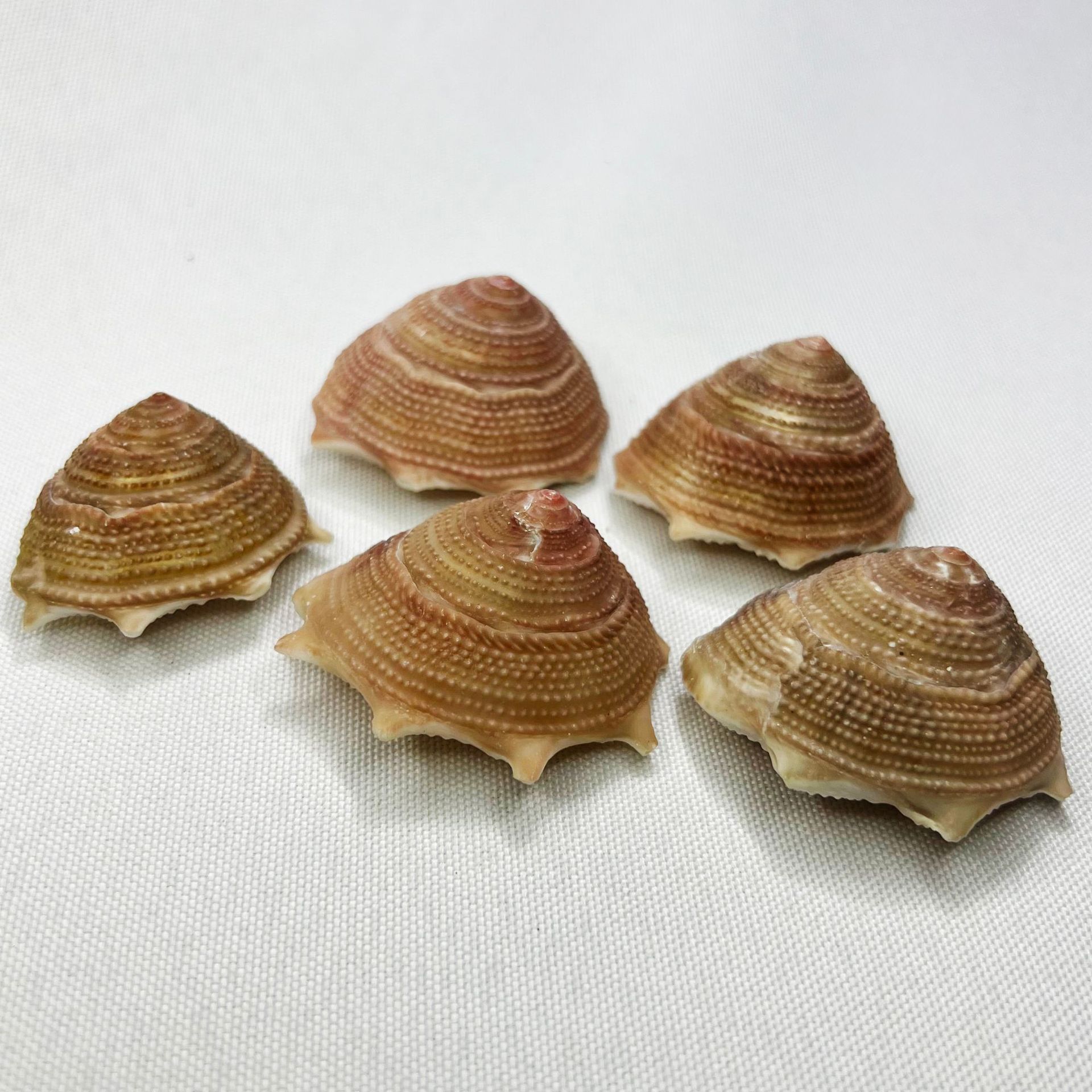 Natural Astraea Shell - Sun Sn - Marine Aquarium Hermit Crab 리뷰 및 가격