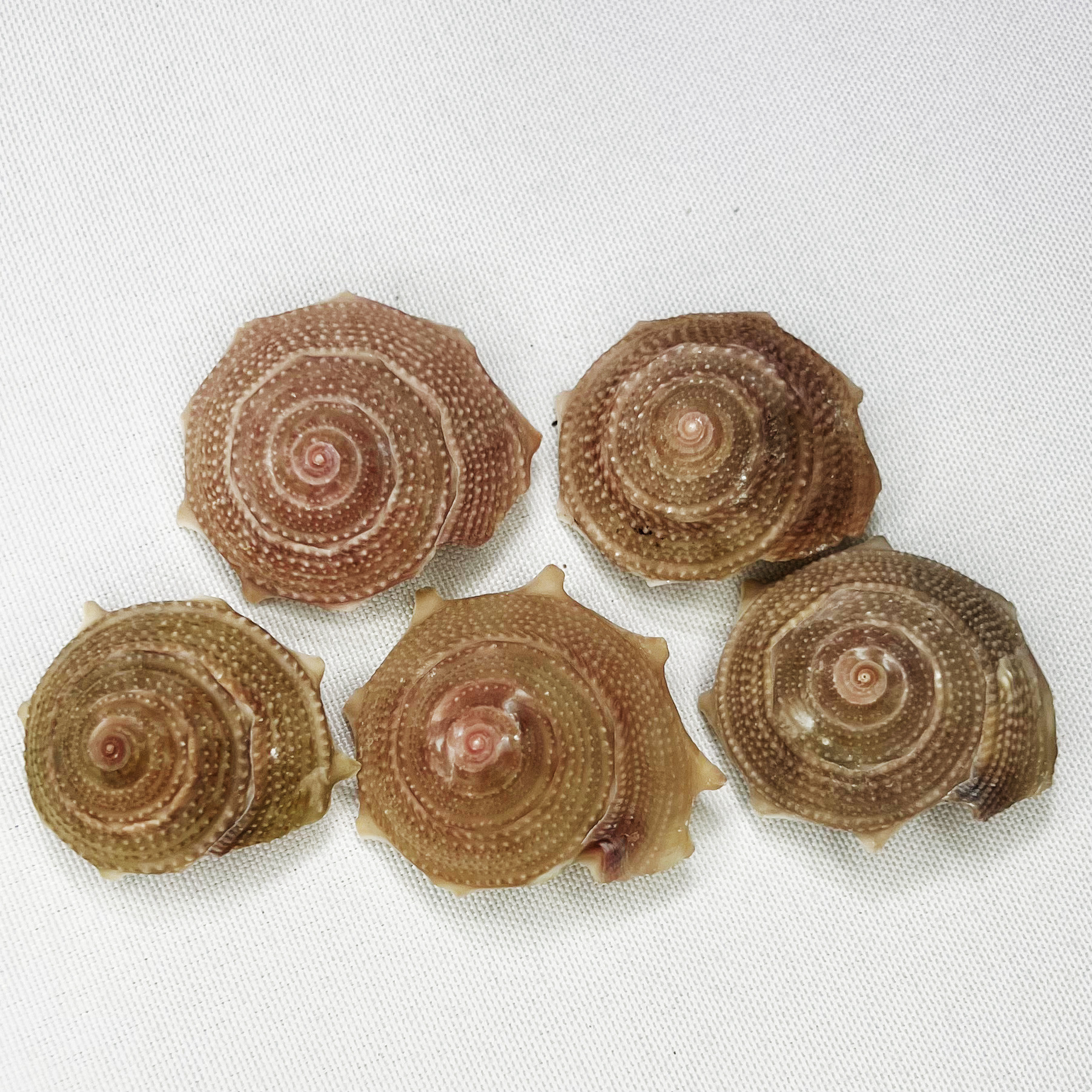 Natural Astraea Shell - Sun Sn - Marine Aquarium Hermit Crab 리뷰 및 가격