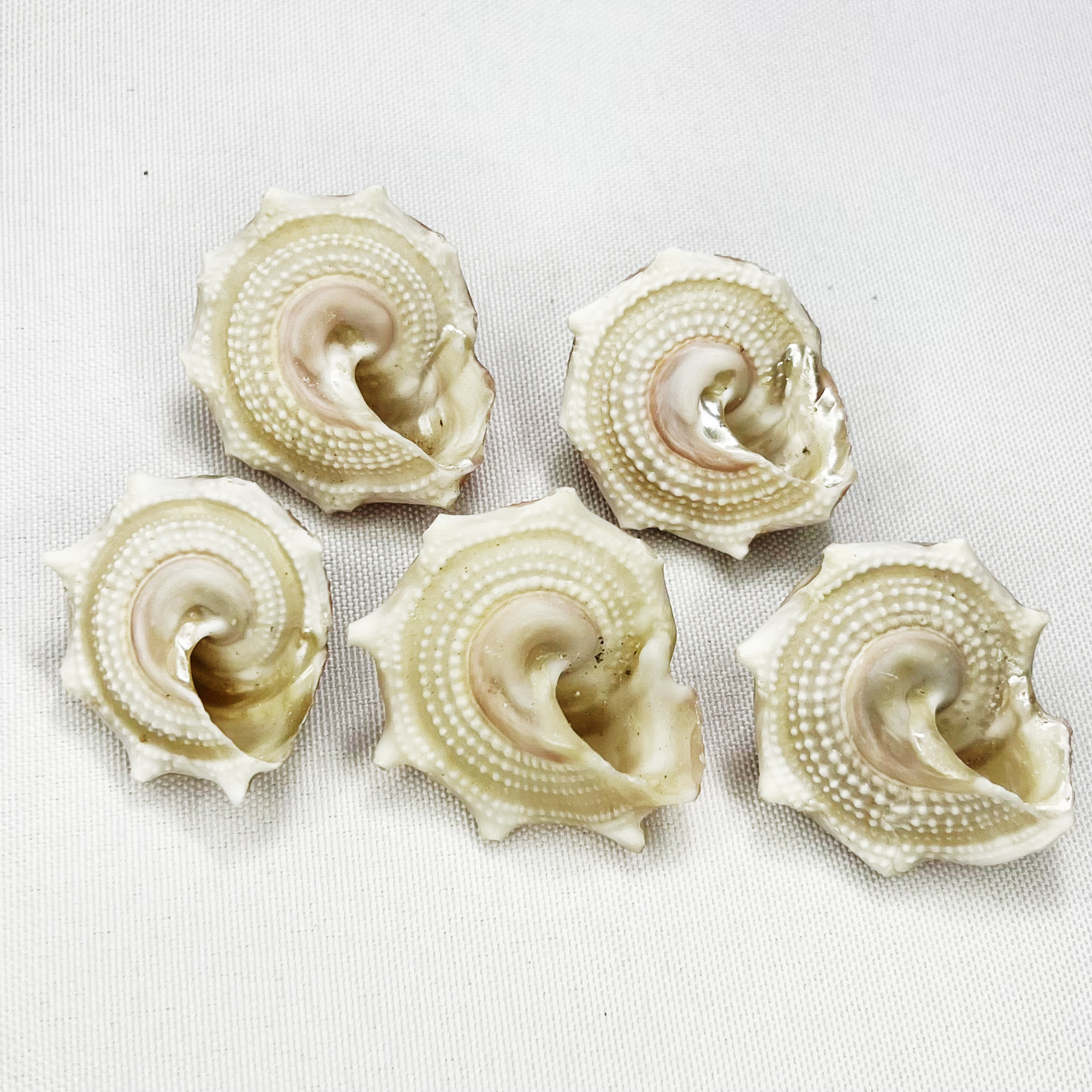Natural Astraea Shell - Sun Sn - Marine Aquarium Hermit Crab 리뷰 및 가격