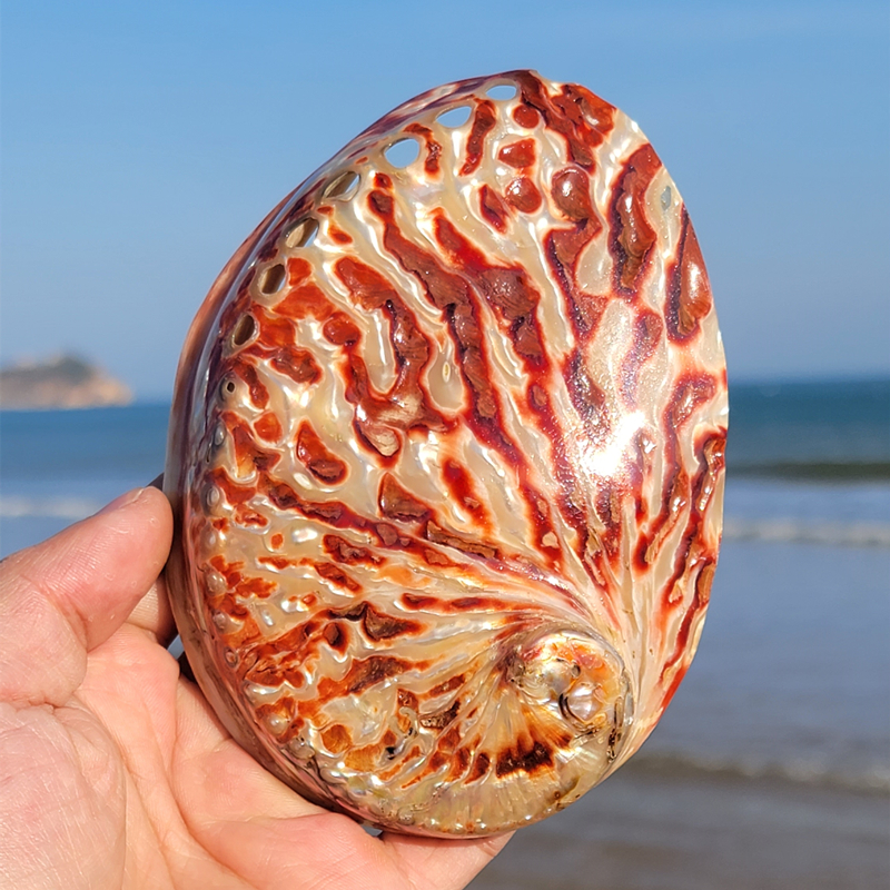 Home Decoration Red Pattern Ab - Marine Aquarium Decorations 리뷰 및 가격