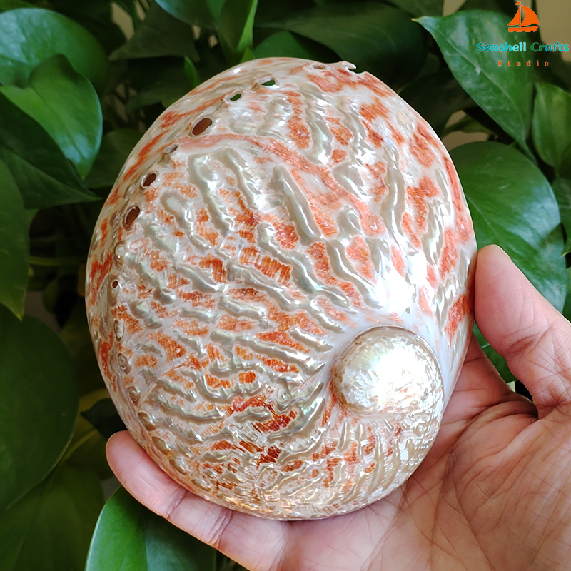 Home Decoration Red Pattern Ab - Marine Aquarium Decorations 리뷰 및 가격