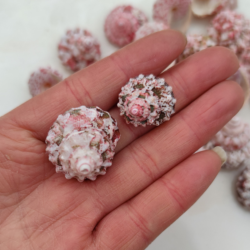 Natural Ferraria Gallina Conch - Marine Aquarium Hermit Crab 리뷰 및 가격