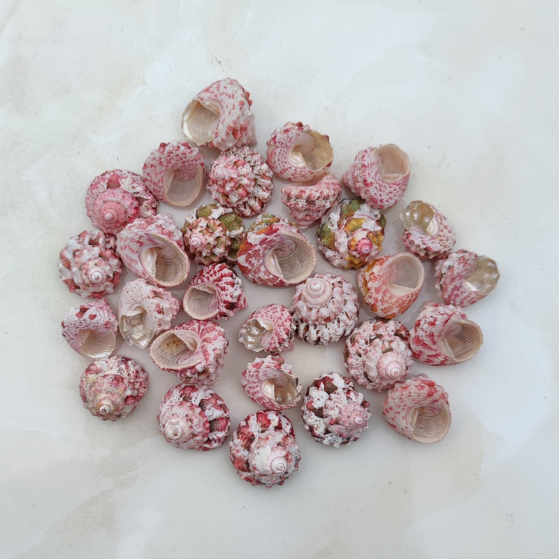 Natural Ferraria Gallina Conch - Marine Aquarium Hermit Crab 리뷰 및 가격