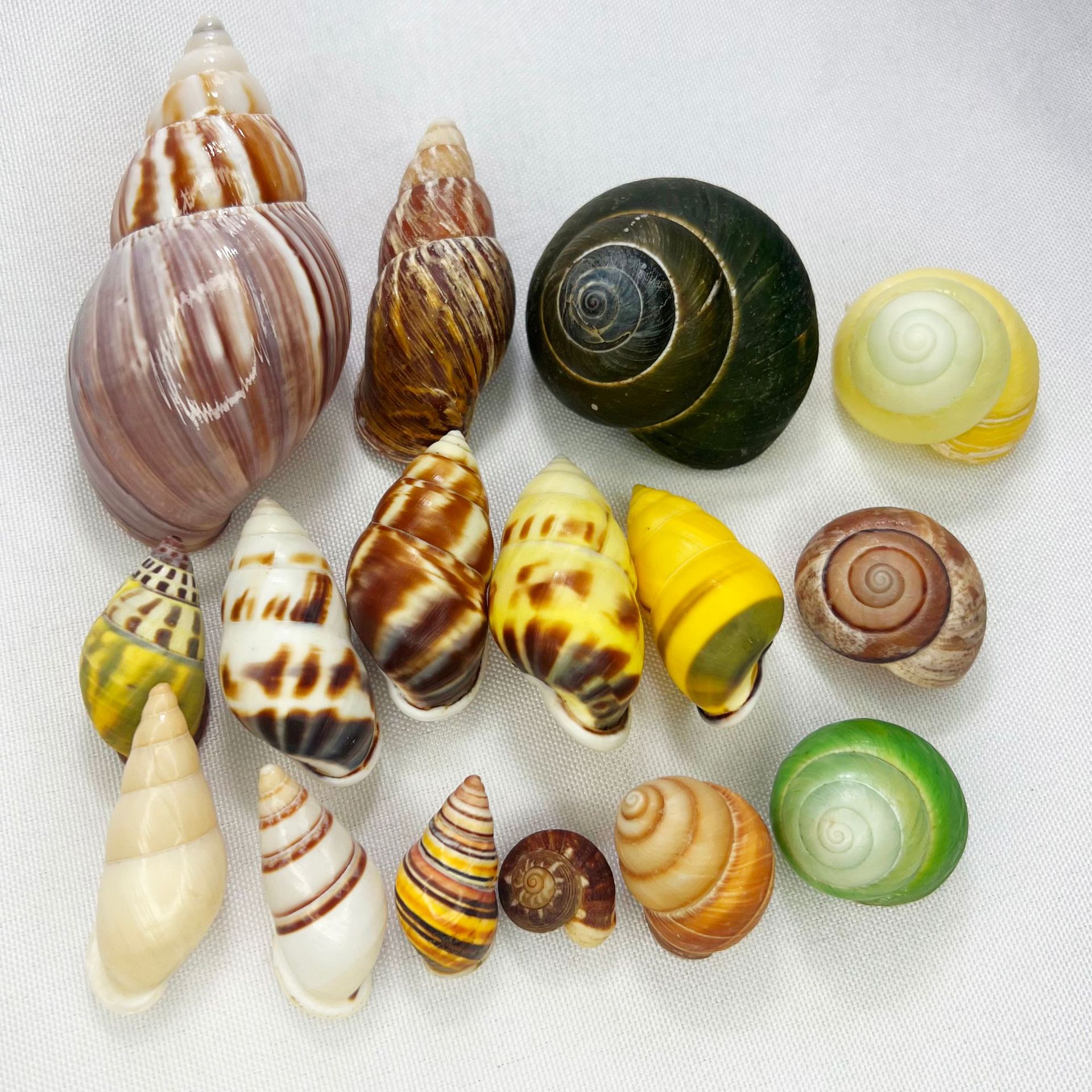 Natural Turbo Shell - Hermit C - Marine Aquarium Hermit Crab 리뷰 및 가격