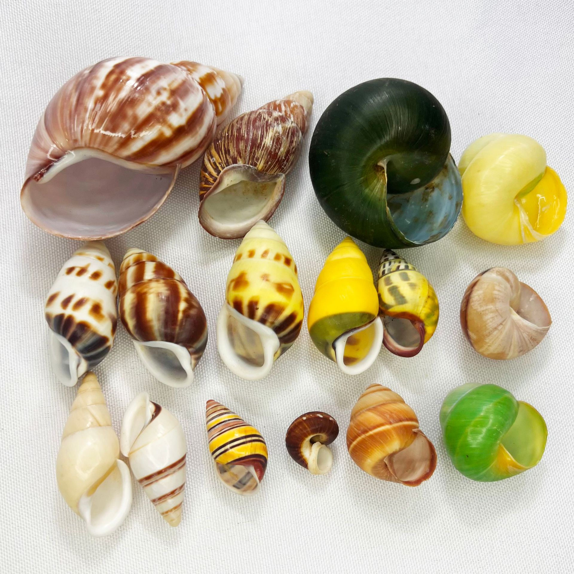 Natural Turbo Shell - Hermit C - Marine Aquarium Hermit Crab 리뷰 및 가격