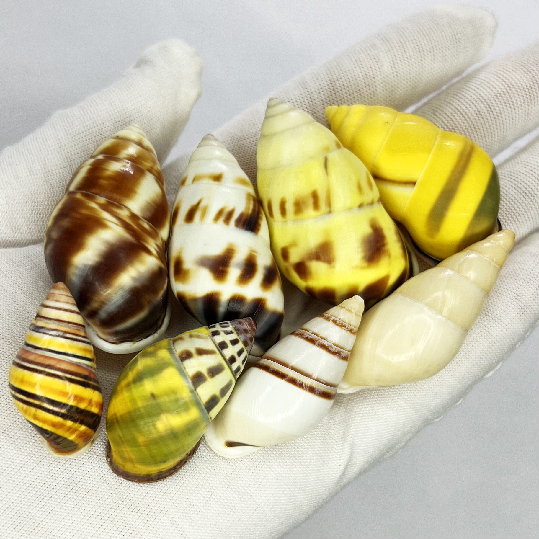 Natural Turbo Shell - Hermit C - Marine Aquarium Hermit Crab 리뷰 및 가격