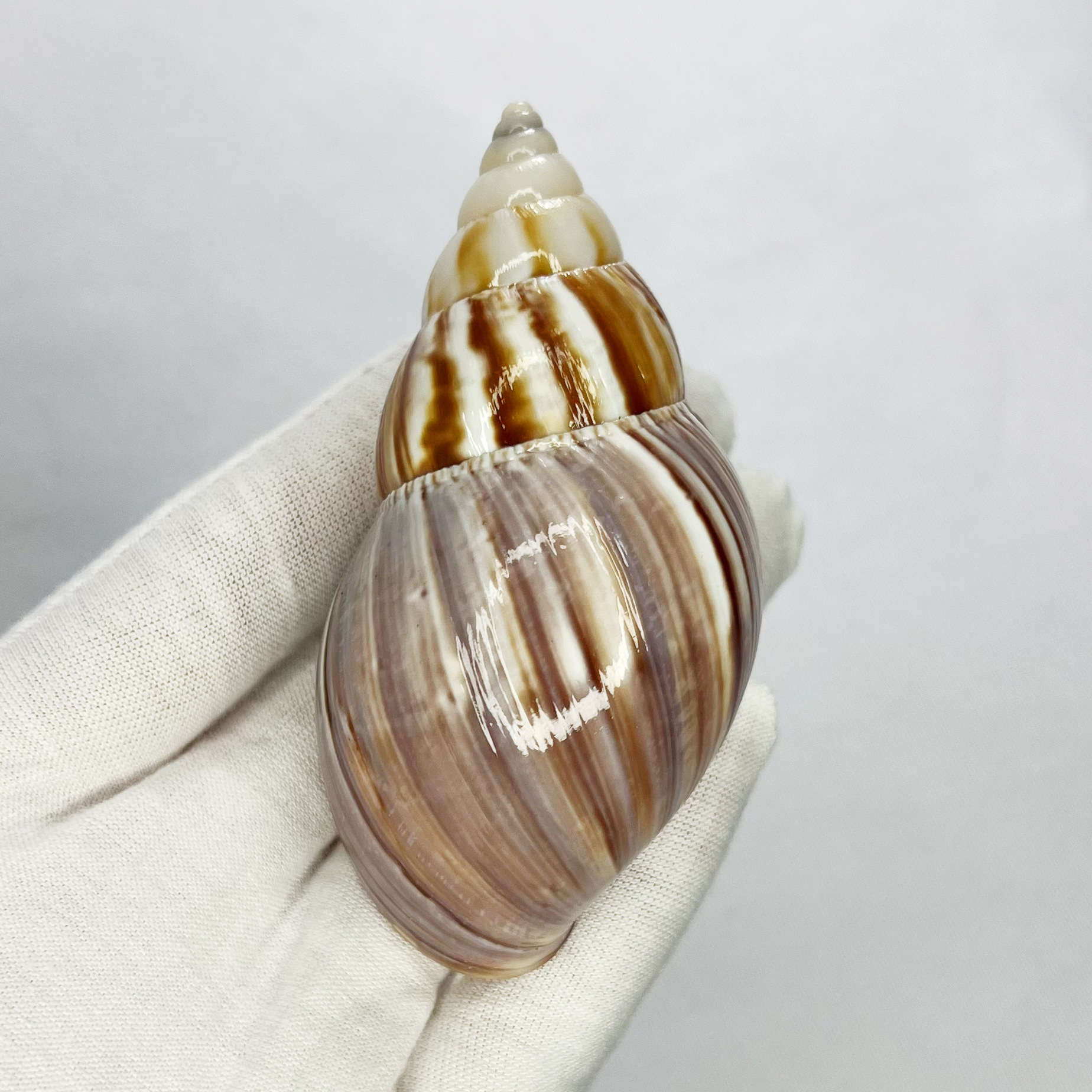Natural Turbo Shell - Hermit C - Marine Aquarium Hermit Crab 리뷰 및 가격