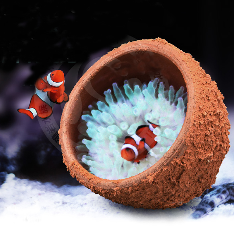 Anemone Nest Prevent Running A - Marine Aquarium Live Sand 리뷰 및 가격