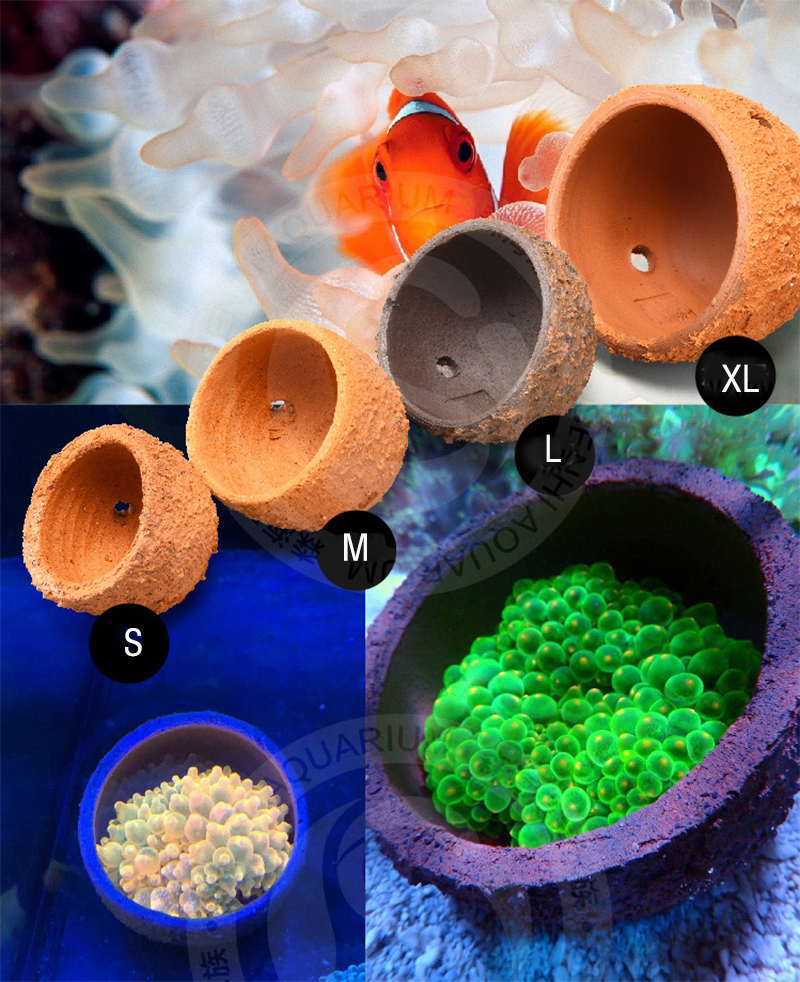 Anemone Nest Prevent Running A - Marine Aquarium Live Sand 리뷰 및 가격