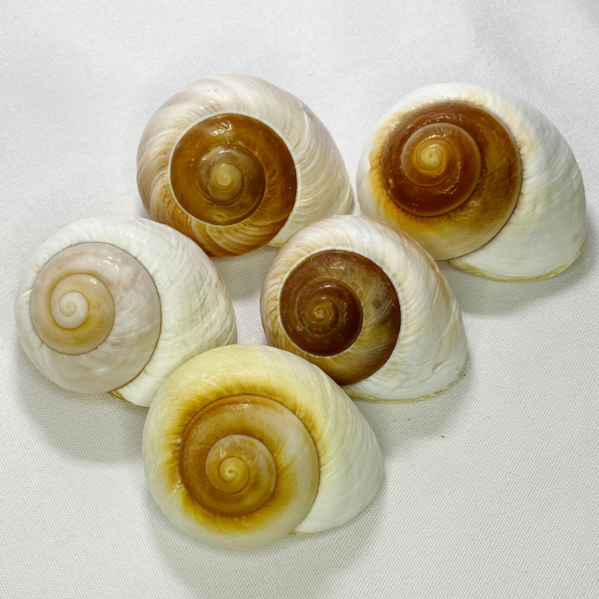 Natural Bulla Shell - Bread Sn - Marine Aquarium Hermit Crab 리뷰 및 가격
