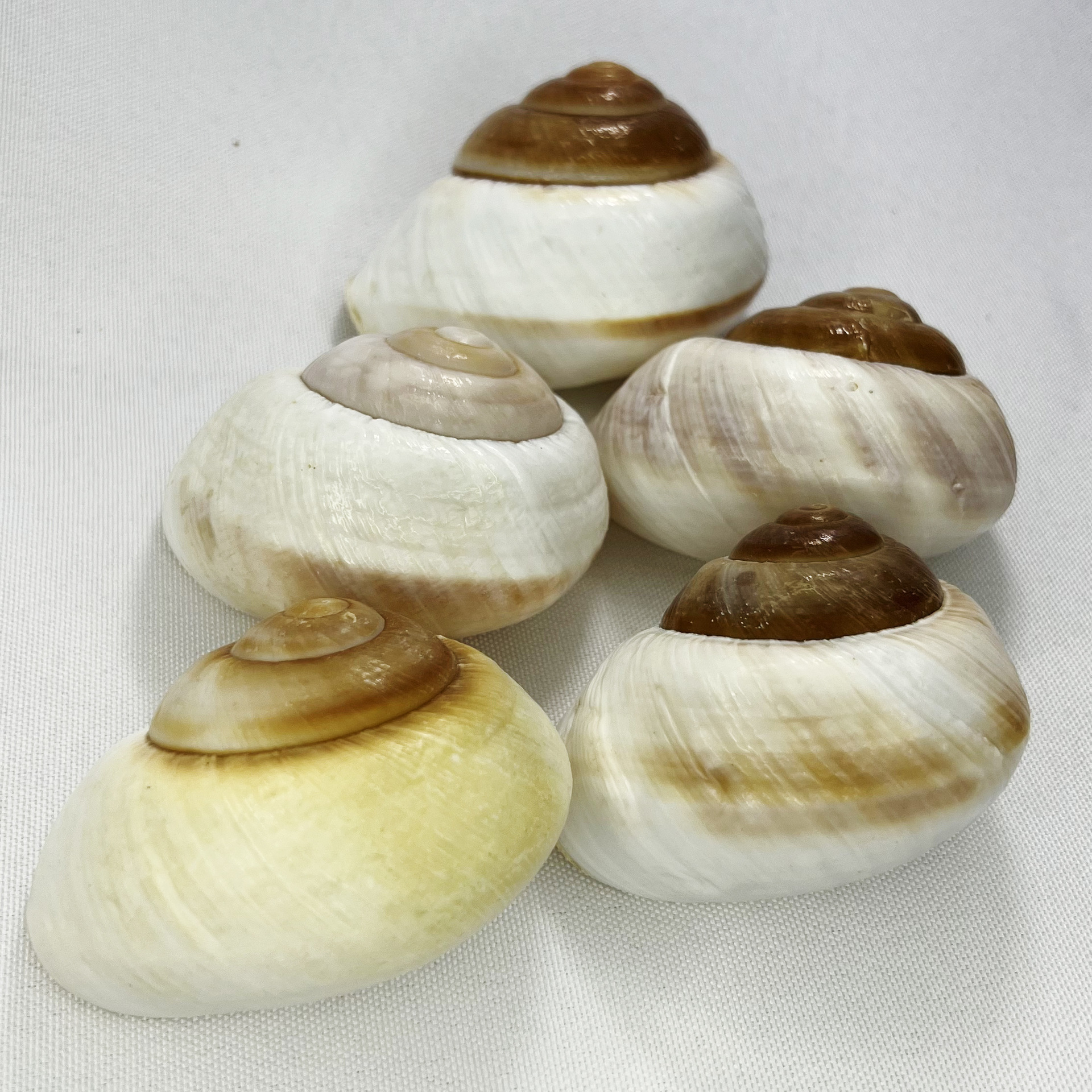 Natural Bulla Shell - Bread Sn - Marine Aquarium Hermit Crab 리뷰 및 가격