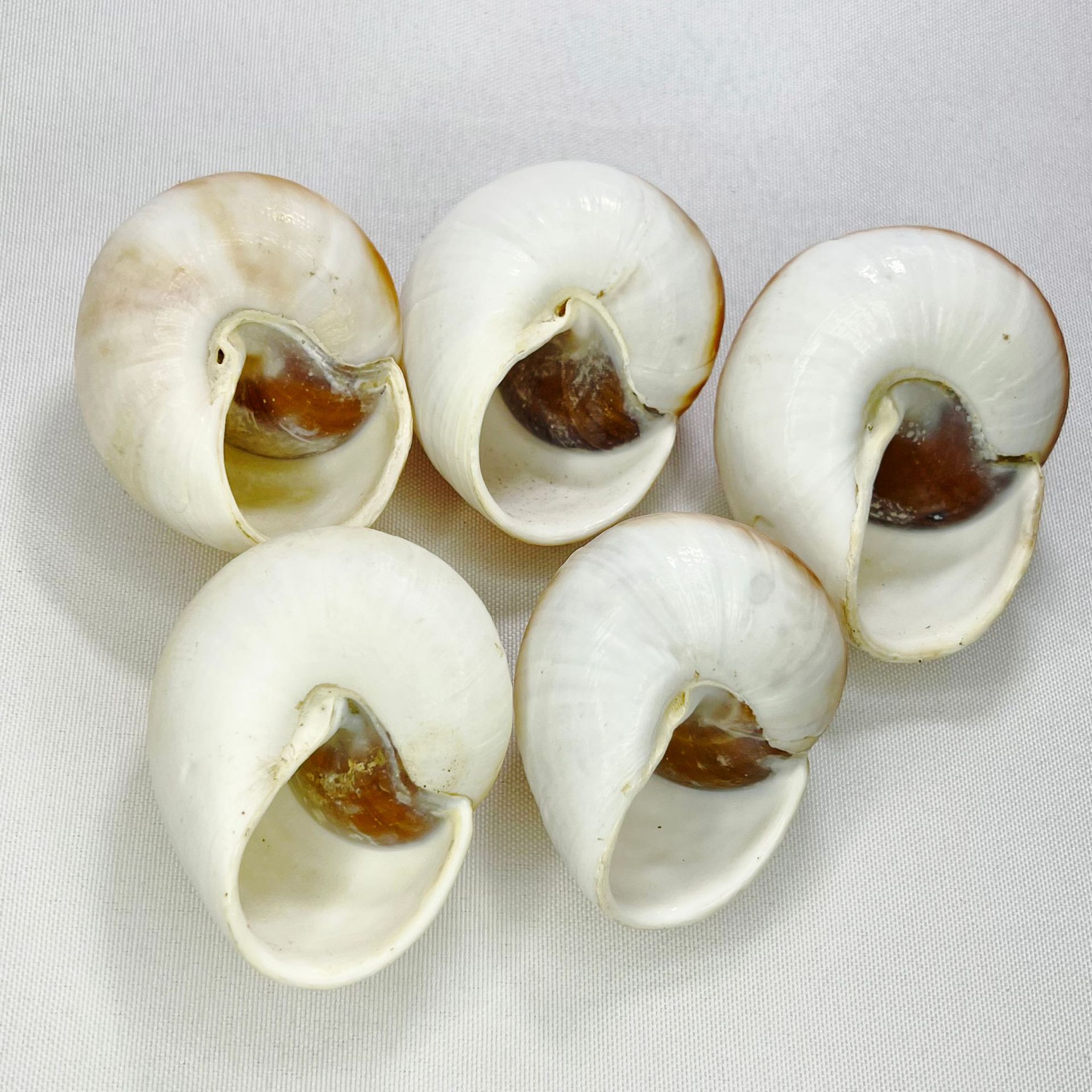 Natural Bulla Shell - Bread Sn - Marine Aquarium Hermit Crab 리뷰 및 가격