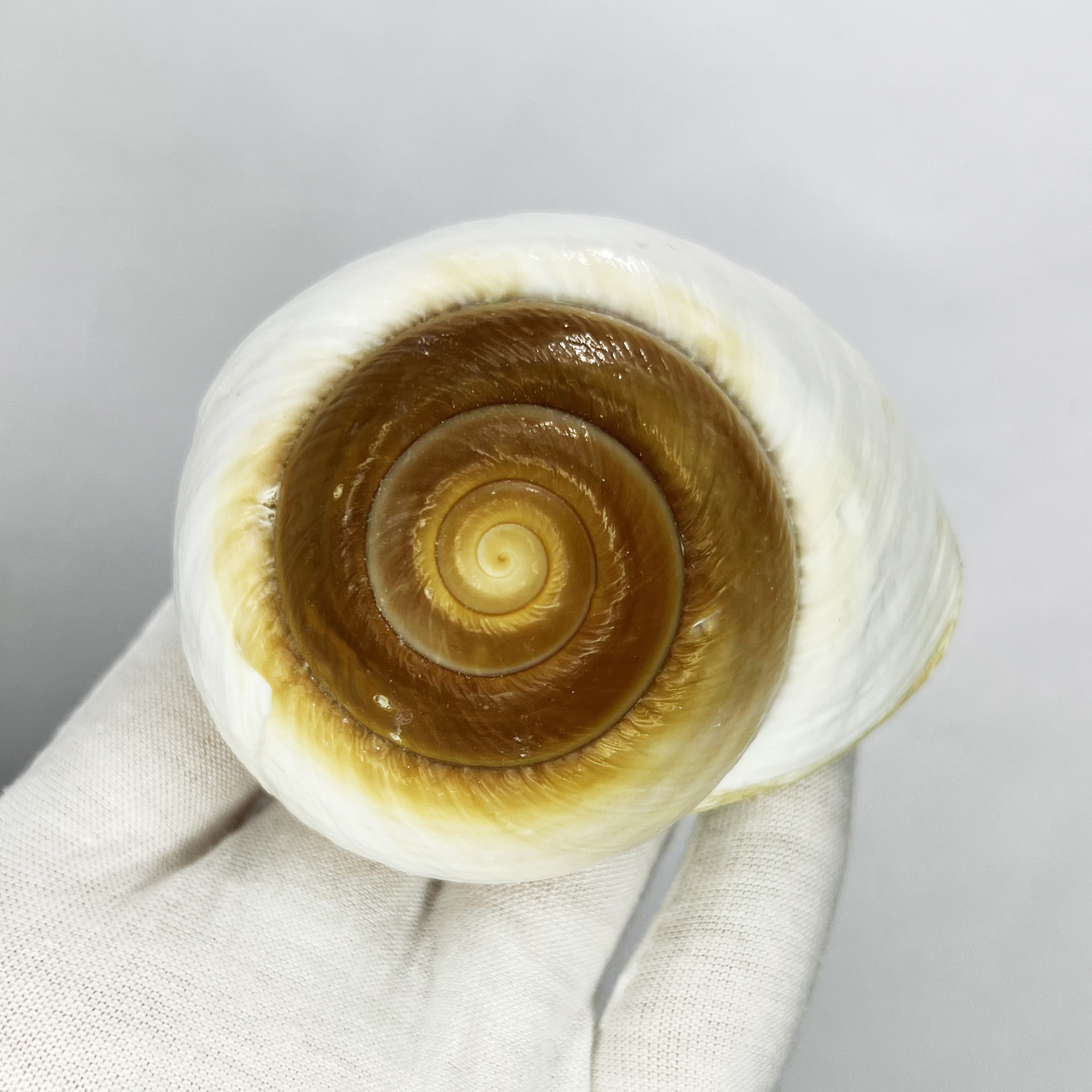 Natural Bulla Shell - Bread Sn - Marine Aquarium Hermit Crab 리뷰 및 가격