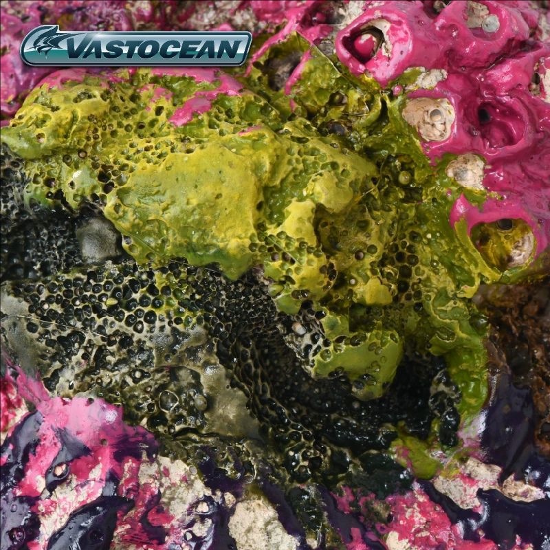 VASTOCEAN Saltwater Aquarium C - Marine Aquarium Hermit Crab 리뷰 및 가격