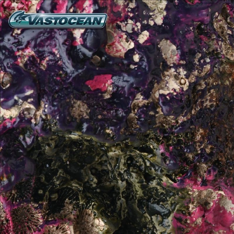 VASTOCEAN Saltwater Aquarium C - Marine Aquarium Hermit Crab 리뷰 및 가격
