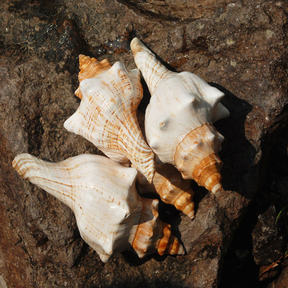 Decorative Conch Shell for Aqu - Marine Aquarium Decorations 리뷰 및 가격