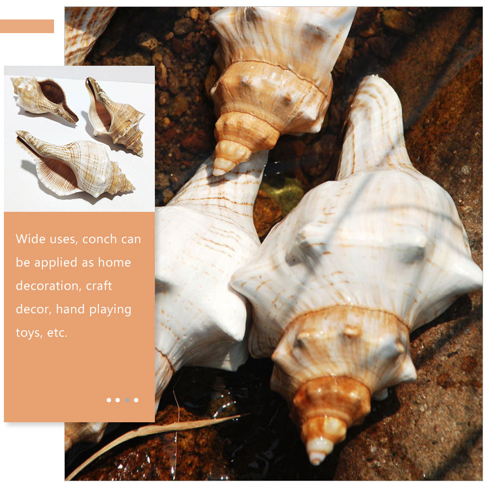 Decorative Conch Shell for Aqu - Marine Aquarium Decorations 리뷰 및 가격