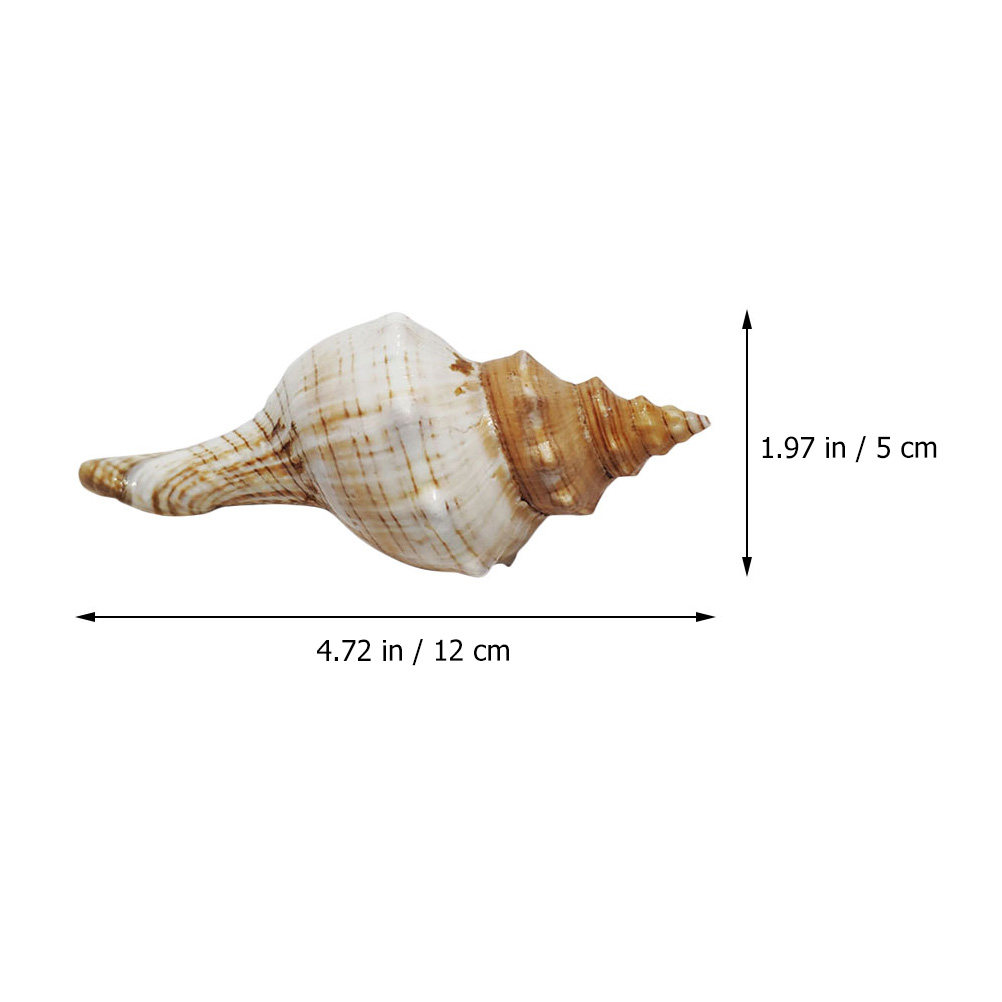 Decorative Conch Shell for Aqu - Marine Aquarium Decorations 리뷰 및 가격