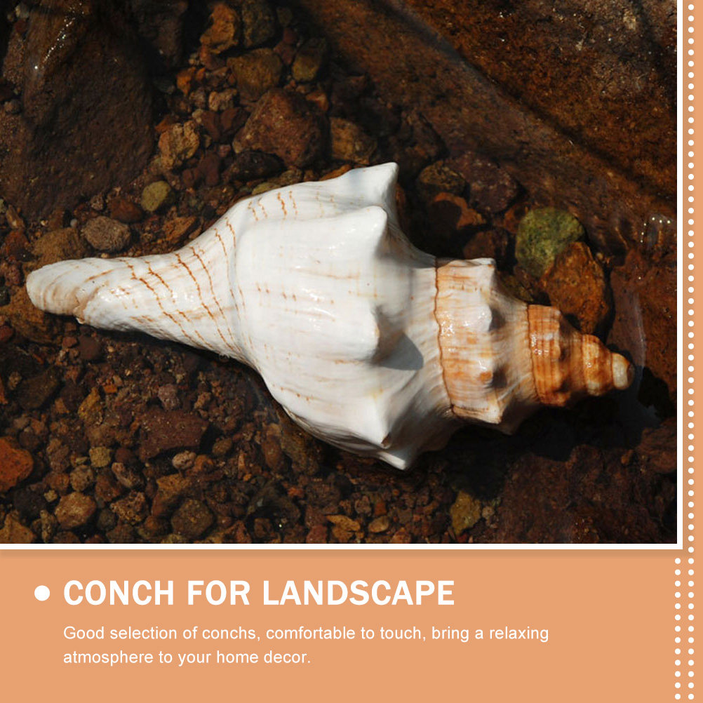 Decorative Conch Shell for Aqu - Marine Aquarium Decorations 리뷰 및 가격