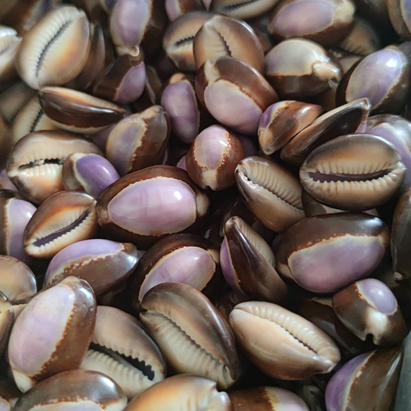 Natural Cypraea carneola Shell - Marine Aquarium Hermit Crab 리뷰 및 가격